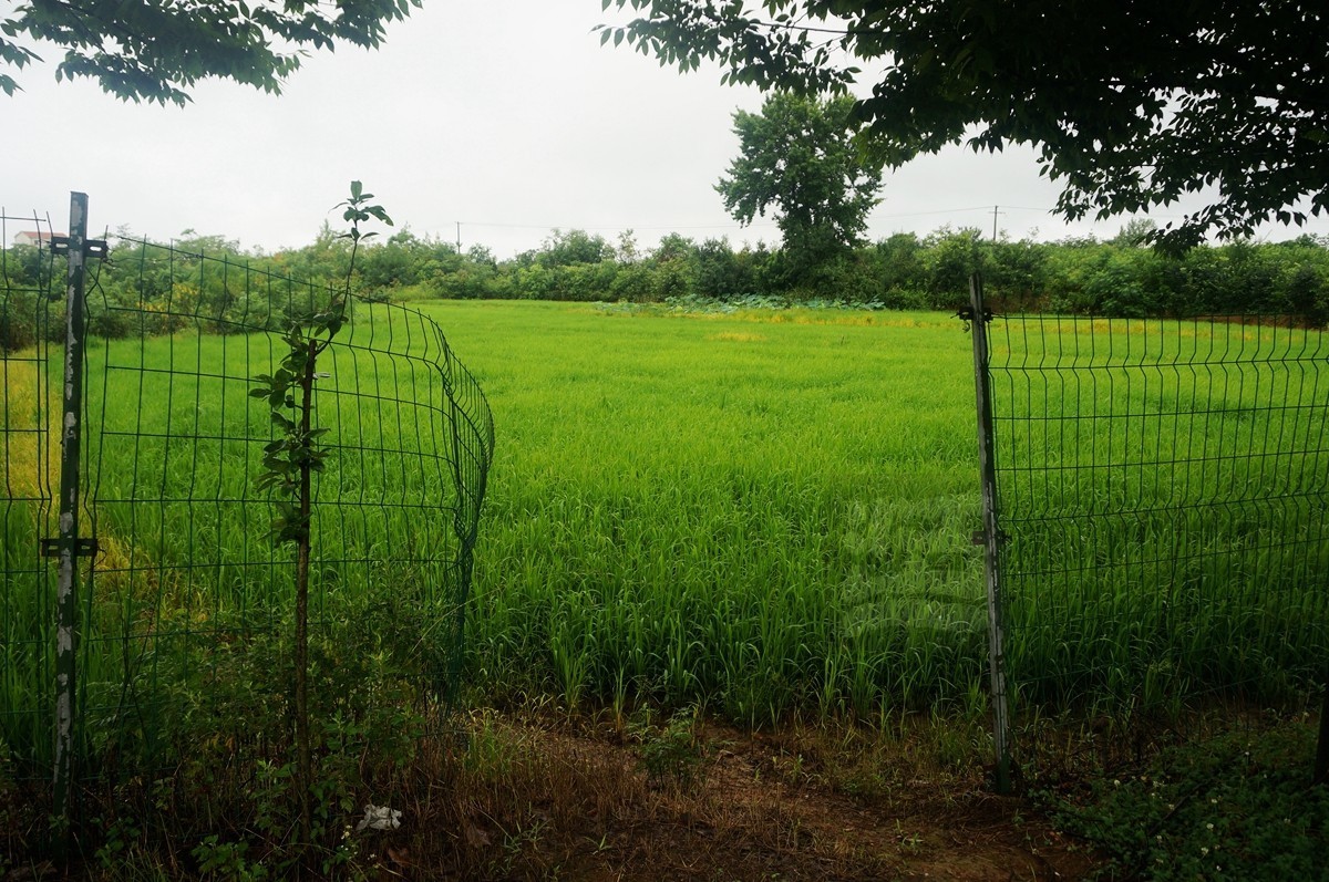 花朝河湾*新洲——武汉随笔