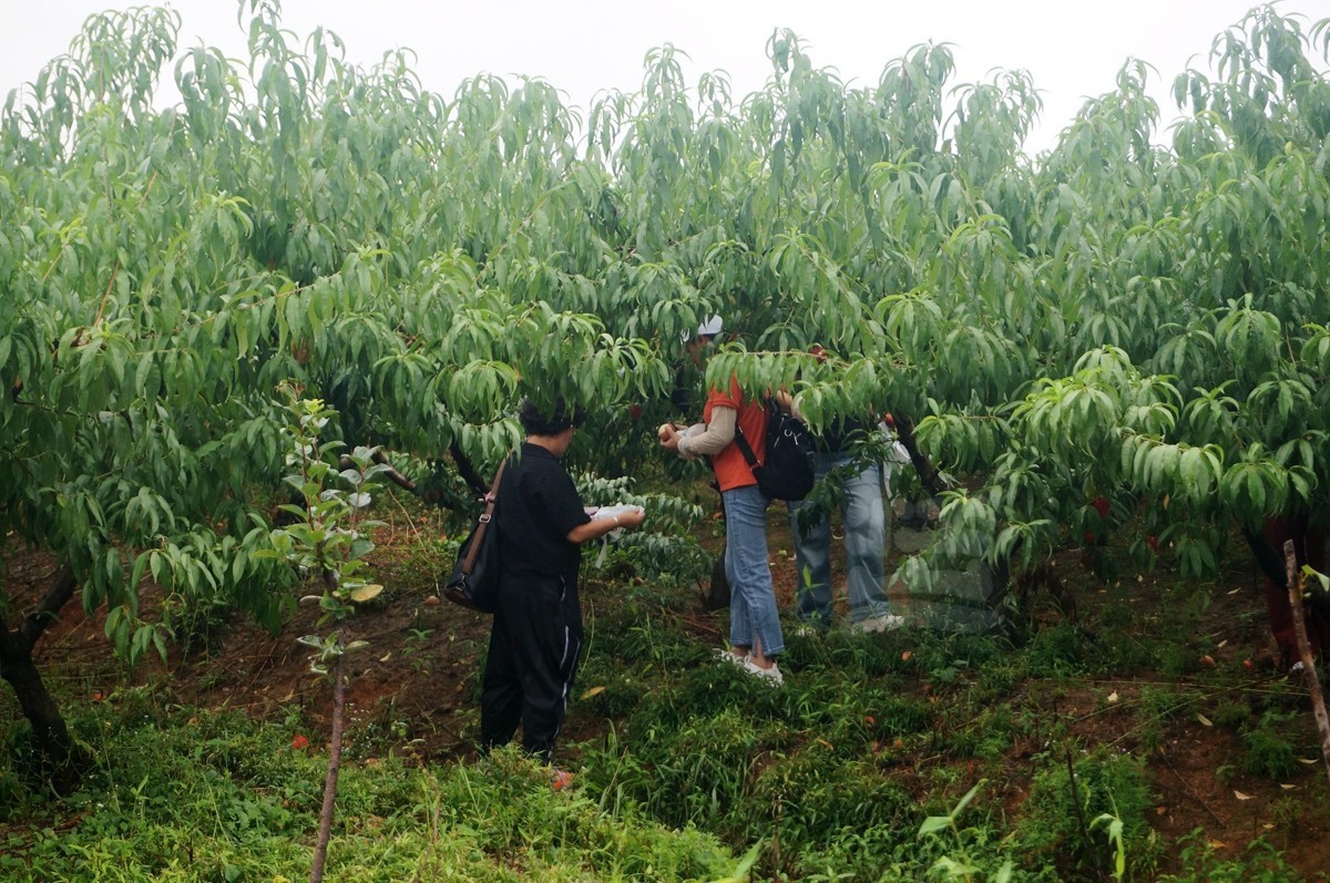 花朝河湾*新洲——武汉随笔