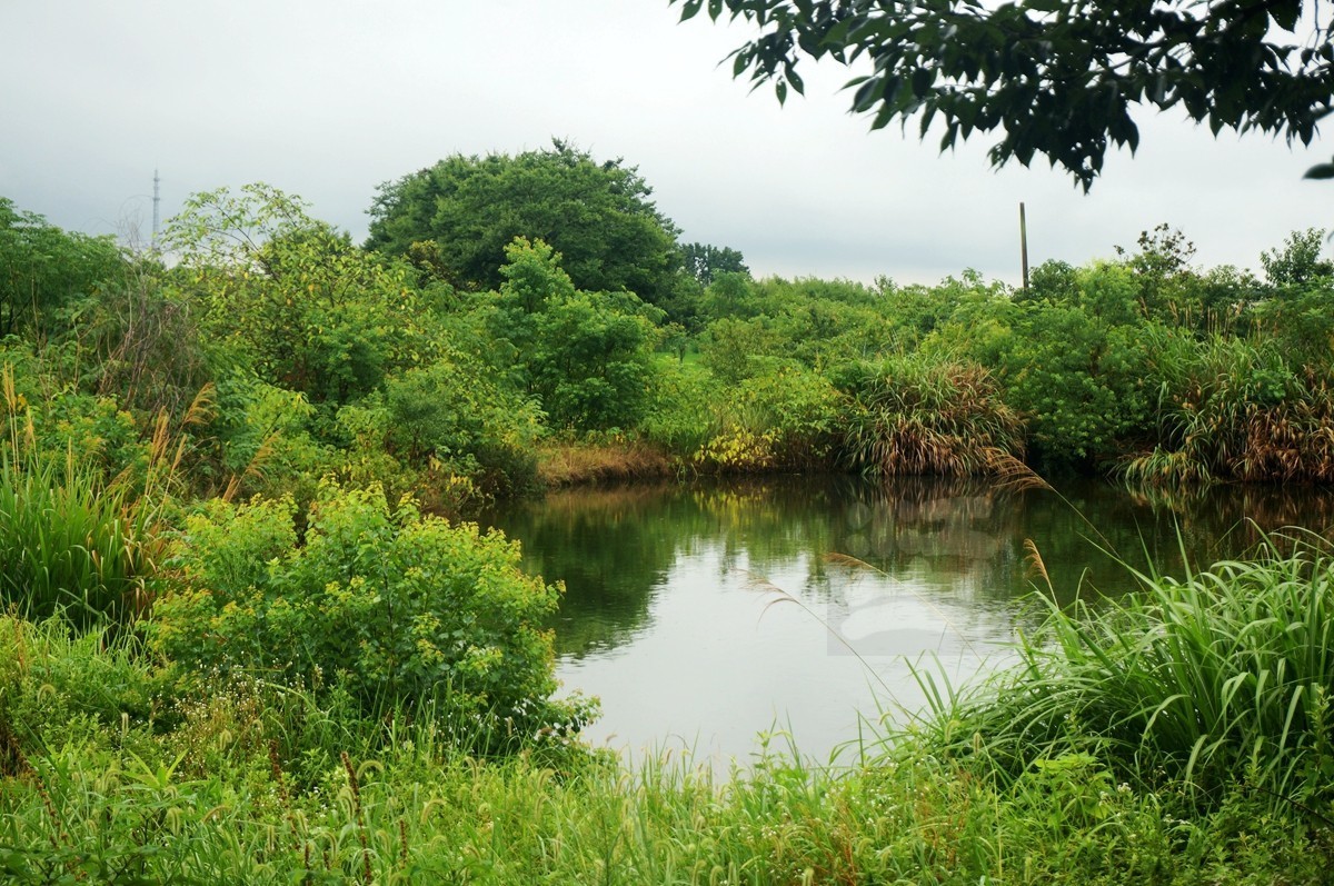 花朝河湾*新洲——武汉随笔