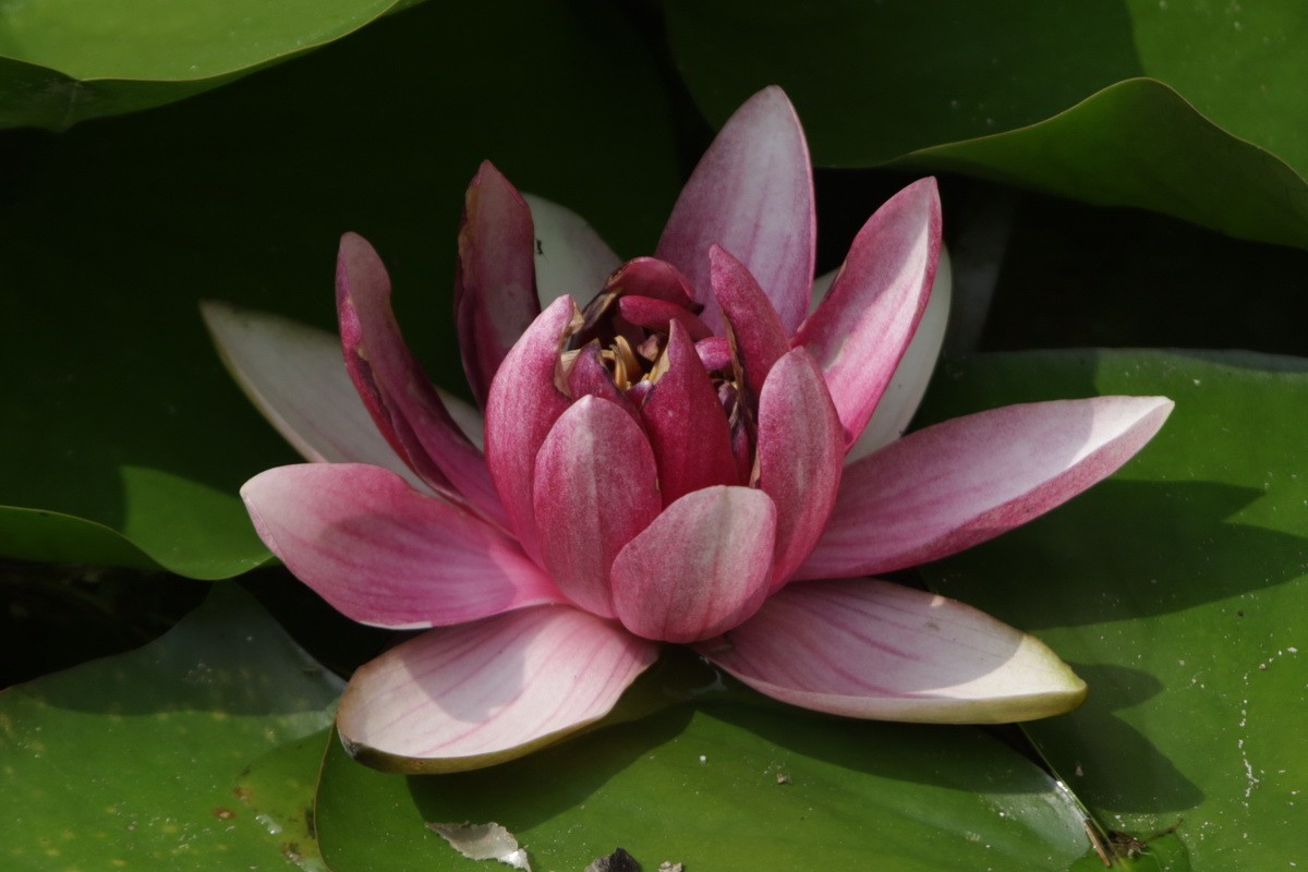 关东百花园（365）——睡莲