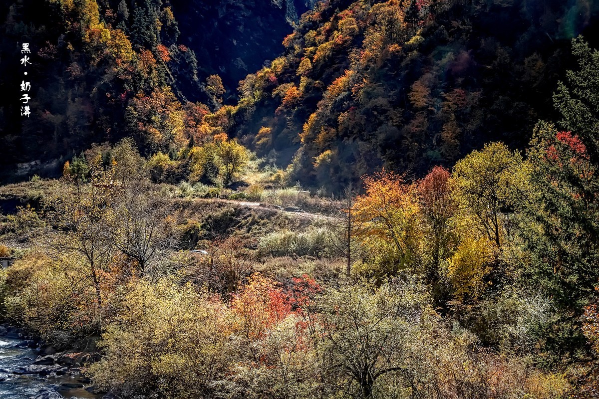 川西黑水 · 奶子沟彩林