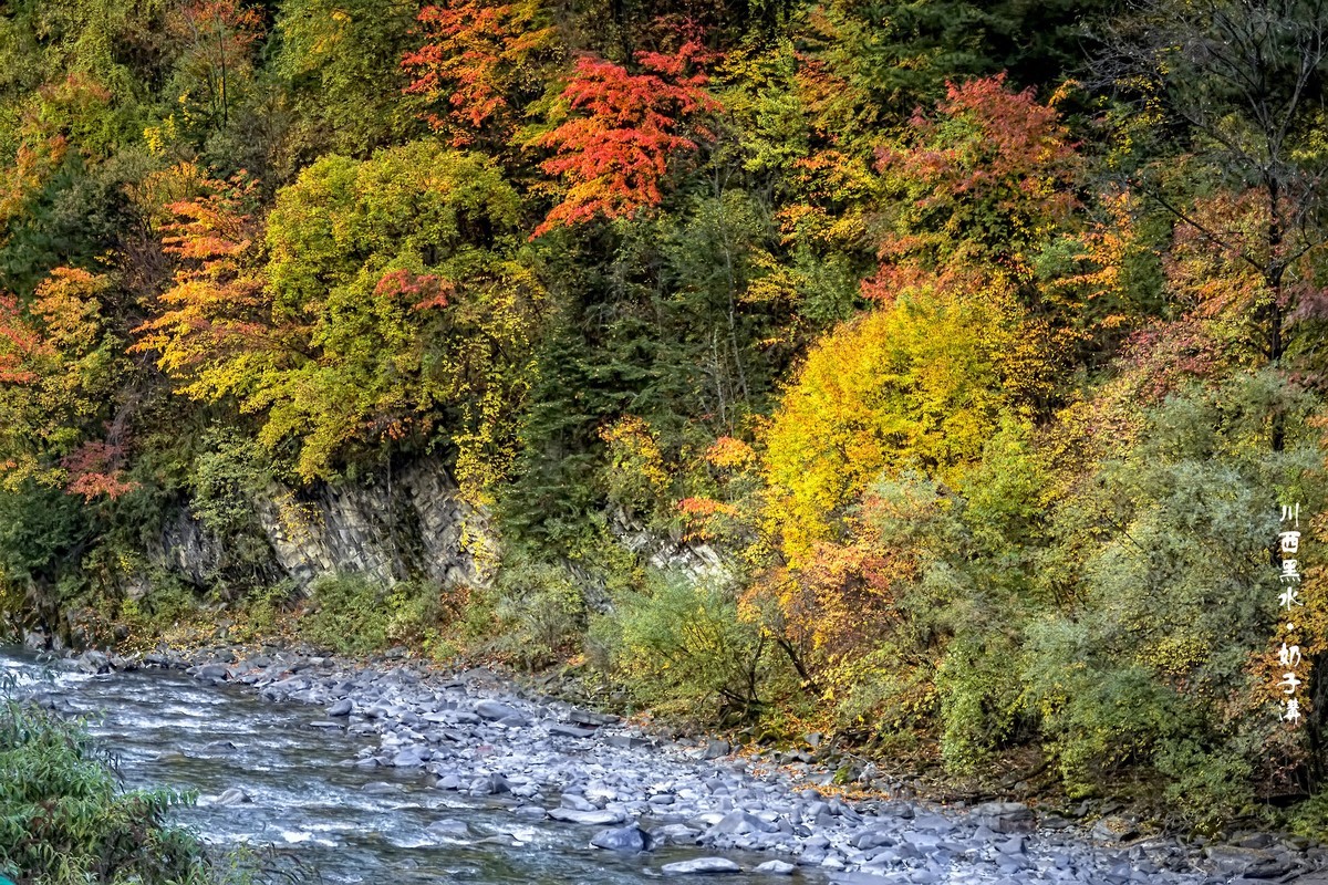 川西黑水 · 奶子沟彩林