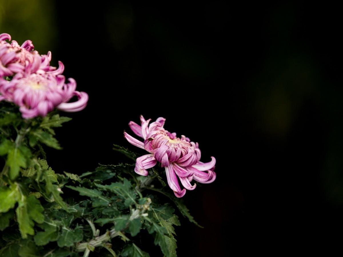 外出随拍（续216）.