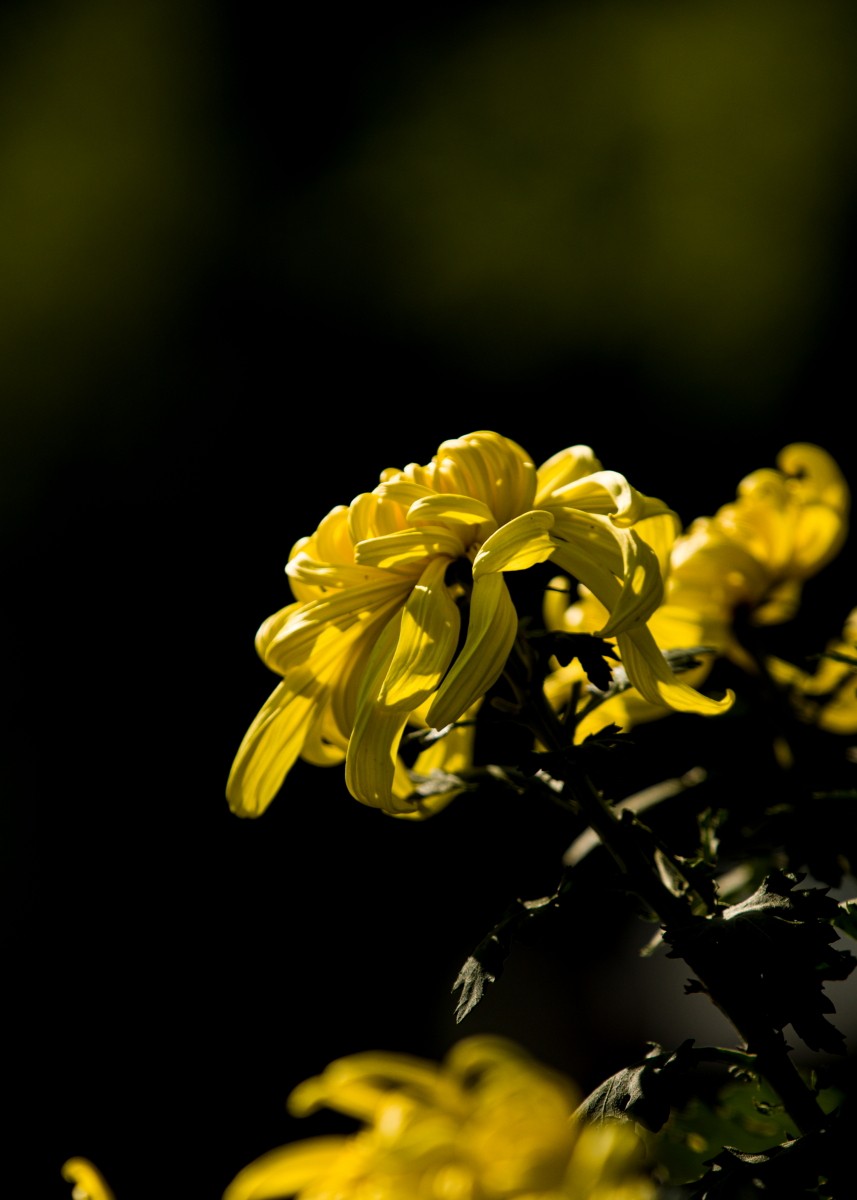 外出随拍（续216）.