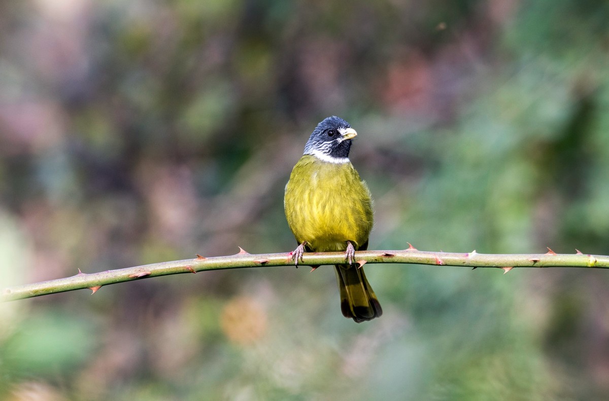 领雀嘴鹎（一）