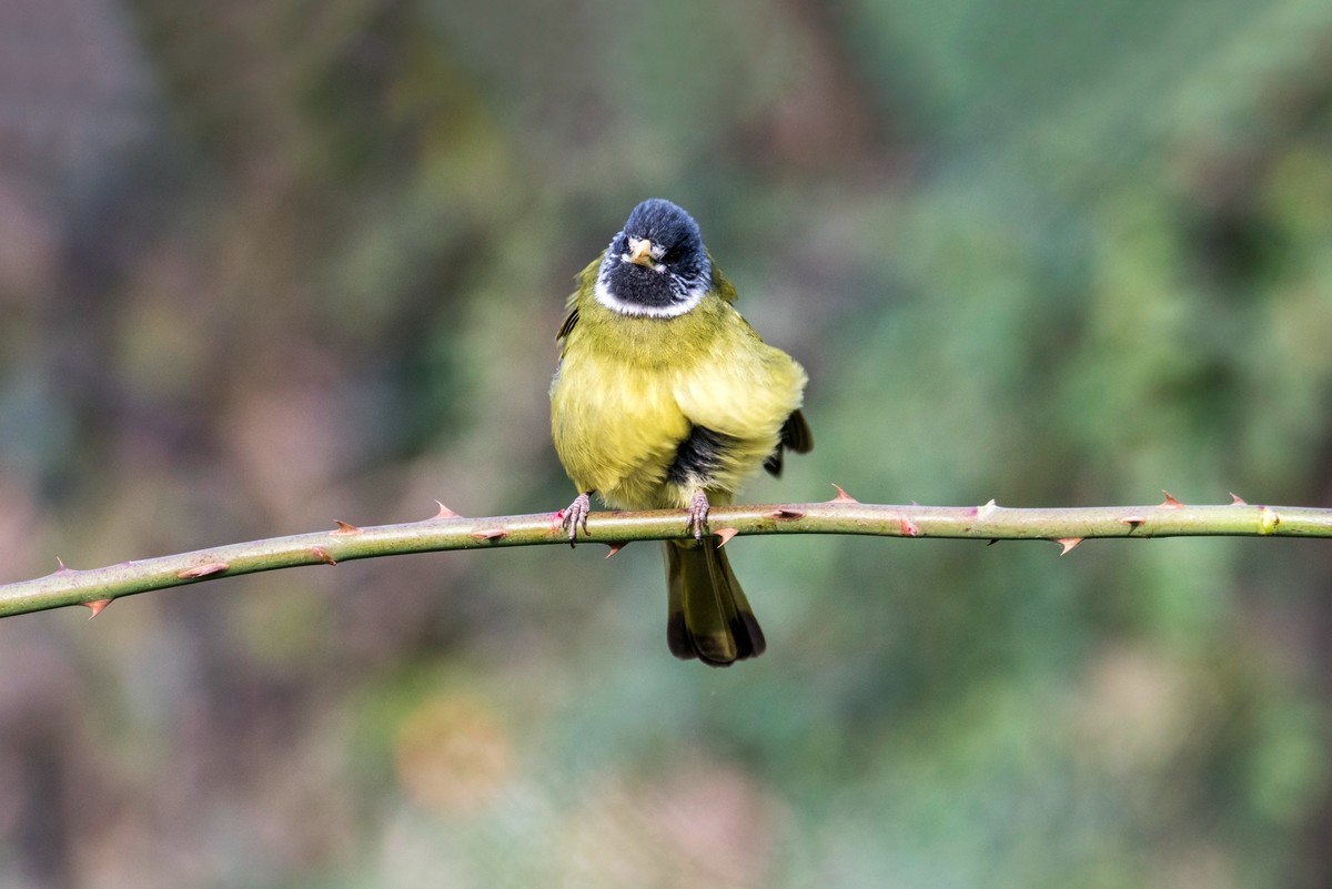 领雀嘴鹎（一）