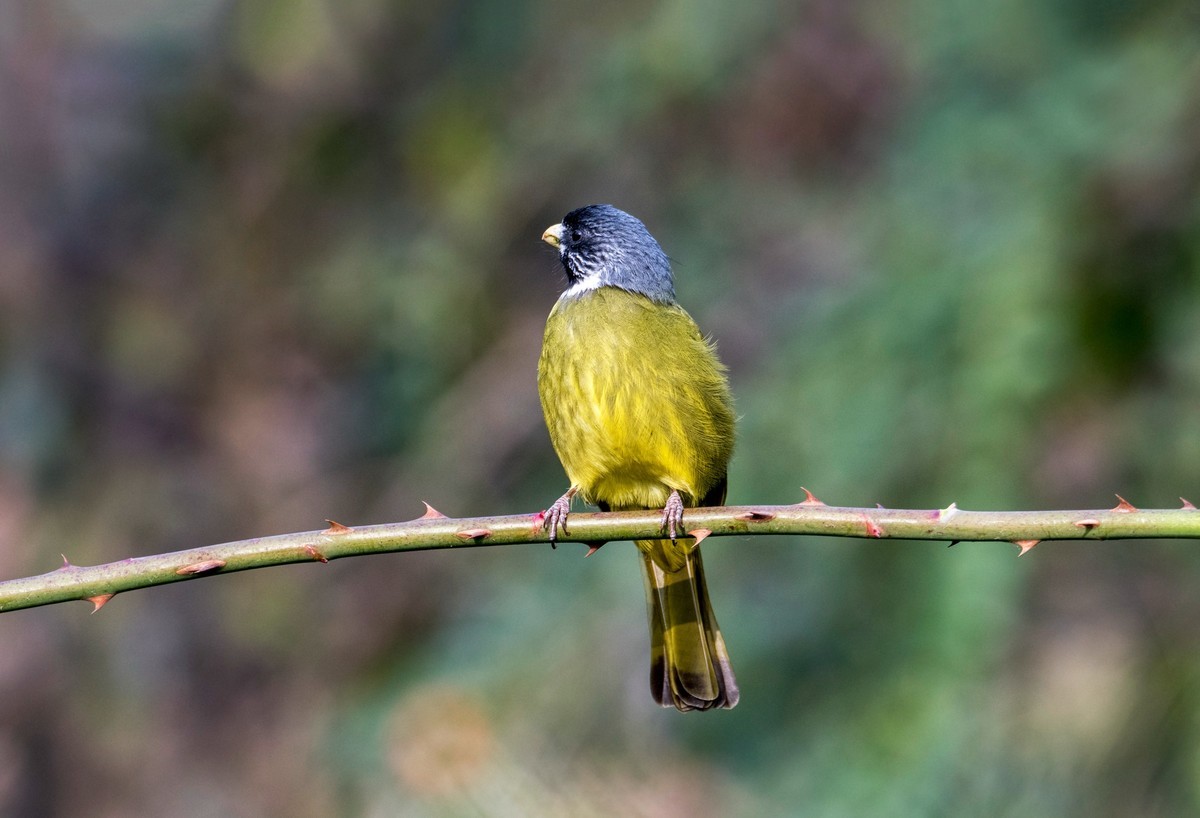 领雀嘴鹎（一）