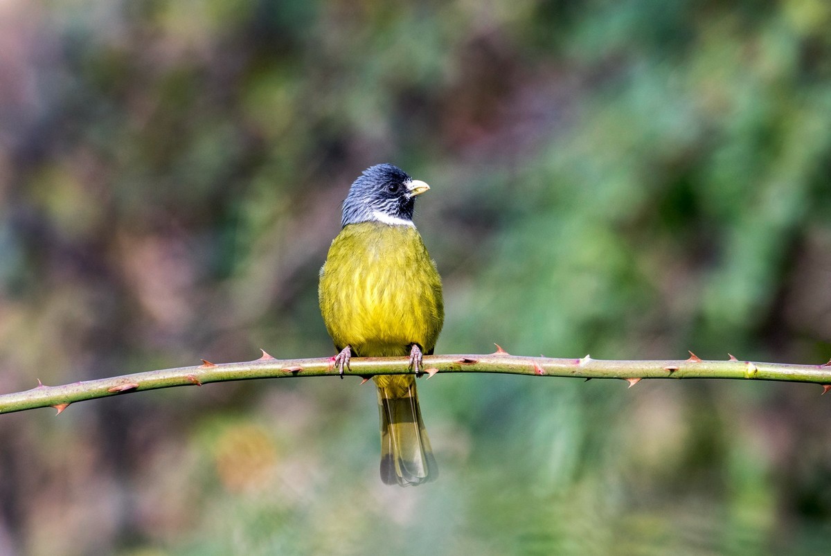 领雀嘴鹎（一）