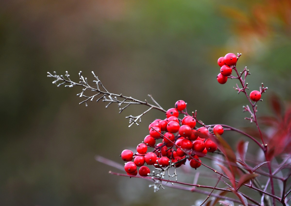 【南天竹】闲情悠然 冬日惊艳（Ⅱ）