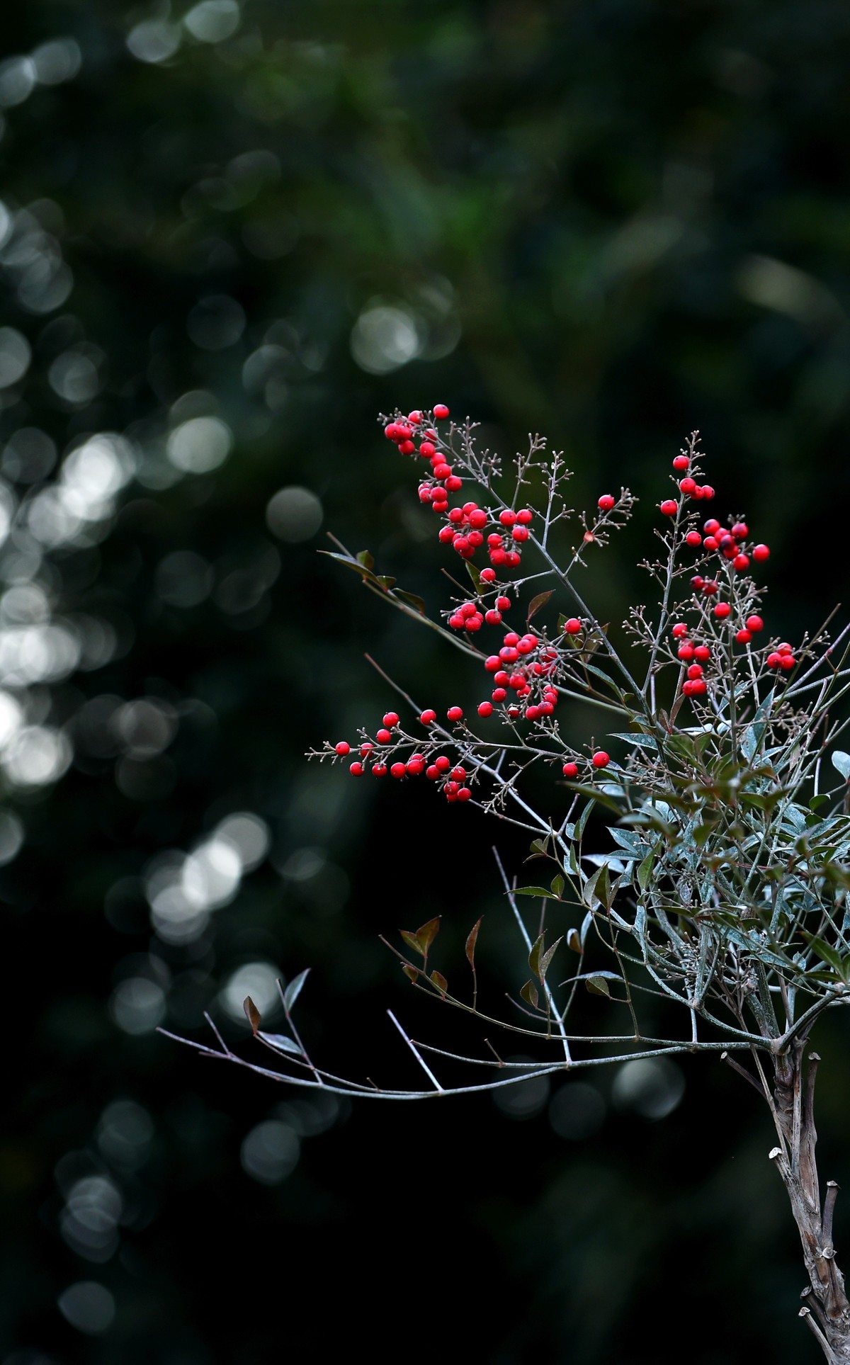 【南天竹】闲情悠然 冬日惊艳（Ⅱ）