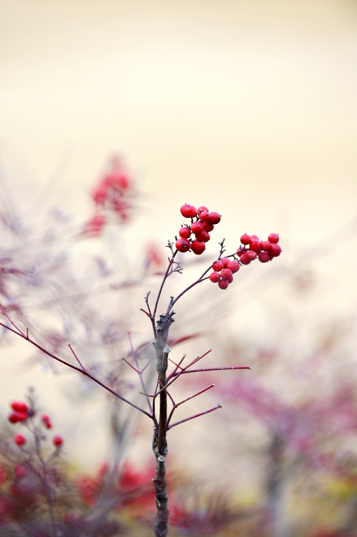 【南天竹】闲情悠然 冬日惊艳（Ⅱ）