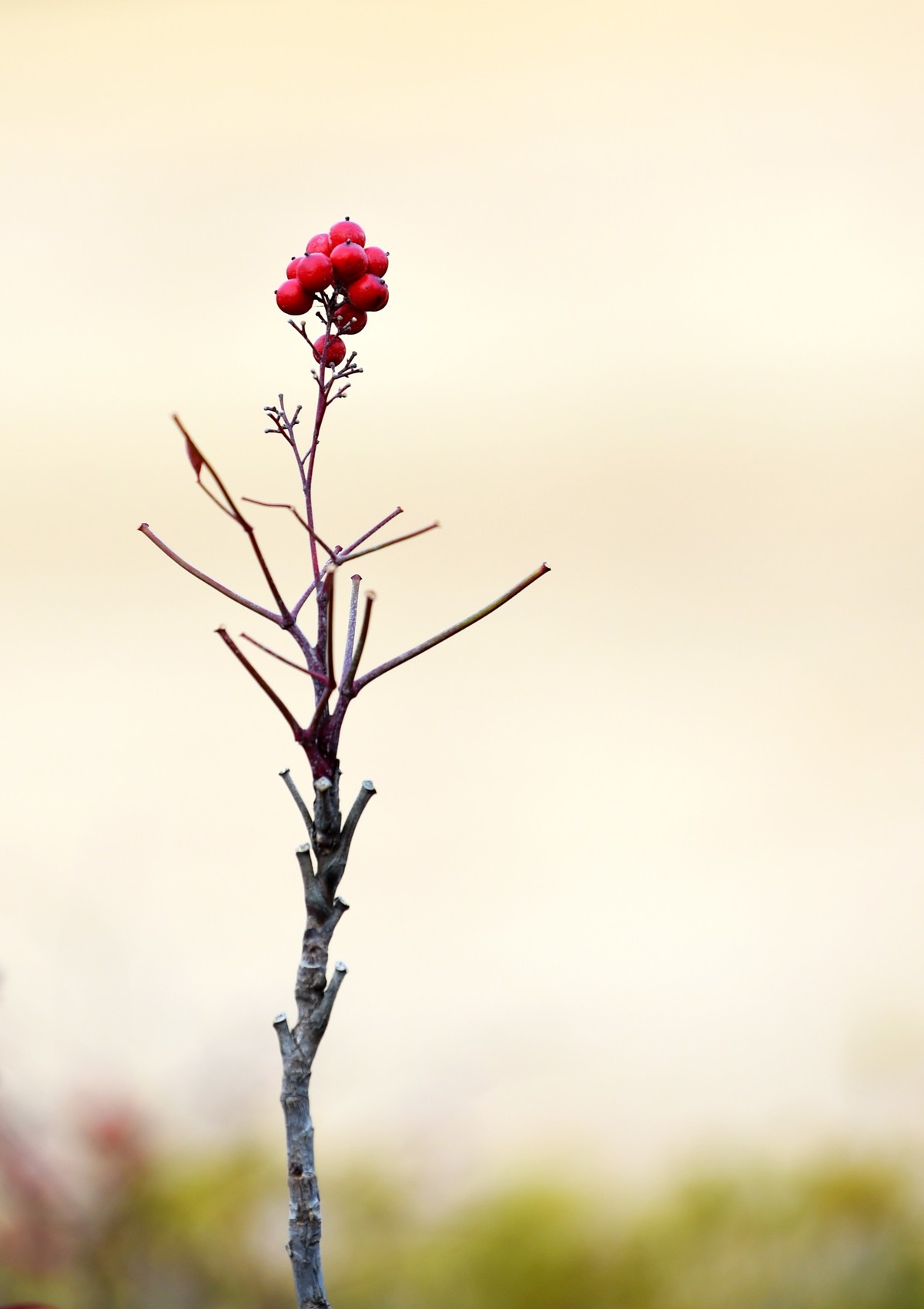 【南天竹】闲情悠然 冬日惊艳（Ⅱ）