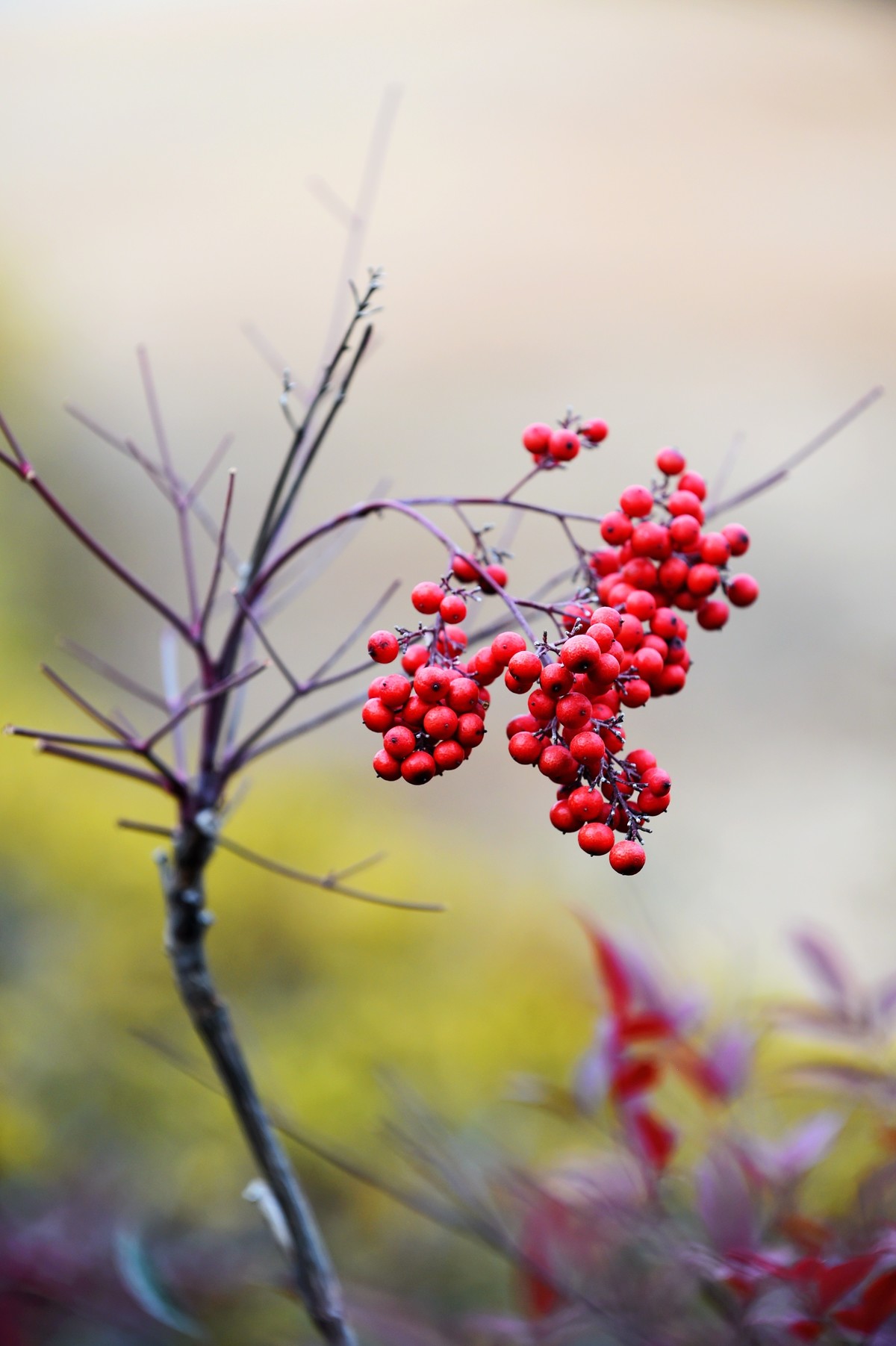 【南天竹】闲情悠然 冬日惊艳（Ⅱ）