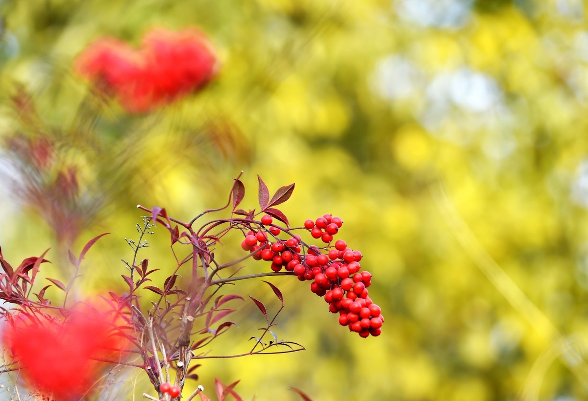 【南天竹】闲情悠然 冬日惊艳（Ⅱ）