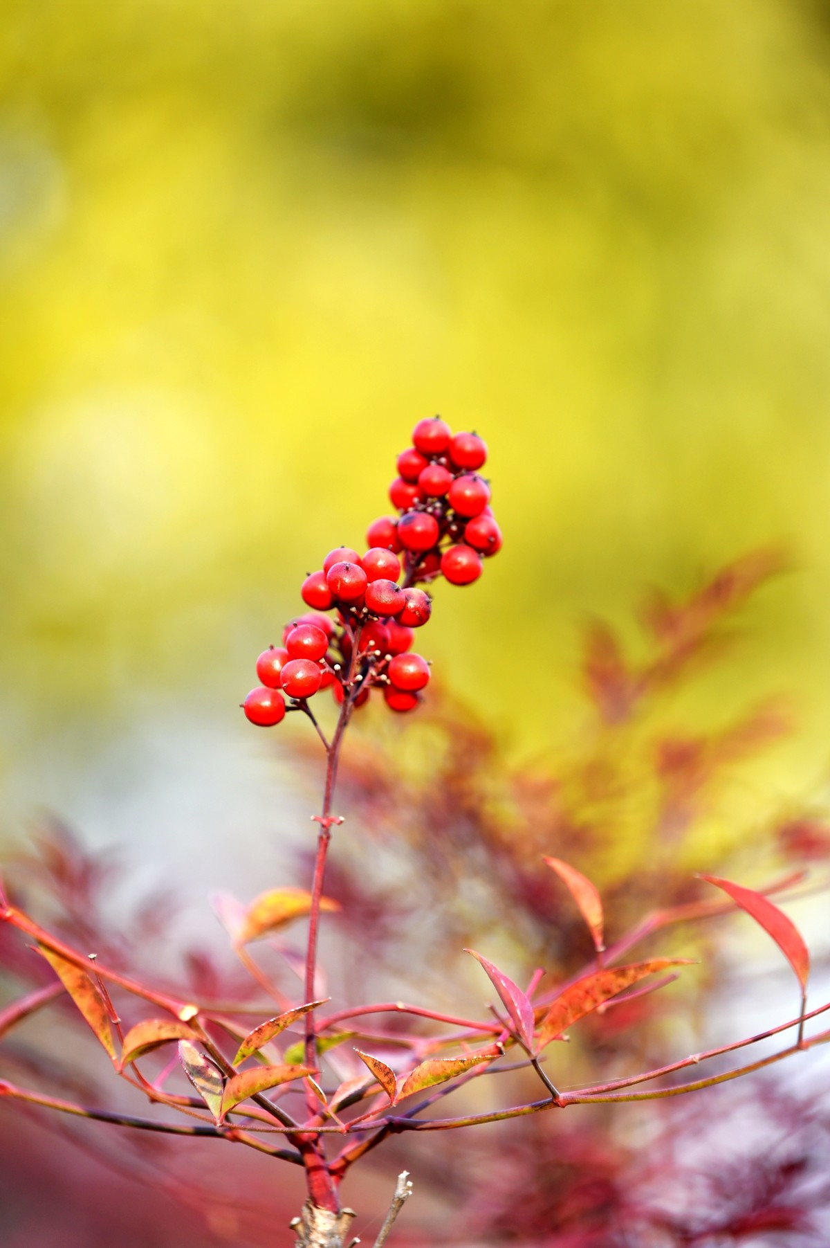 【南天竹】闲情悠然 冬日惊艳（Ⅱ）