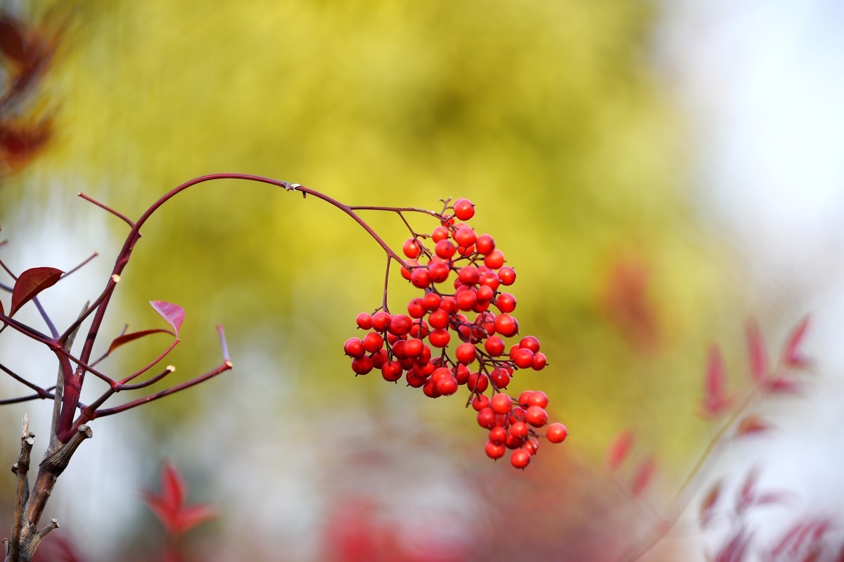 【南天竹】闲情悠然 冬日惊艳（Ⅱ）
