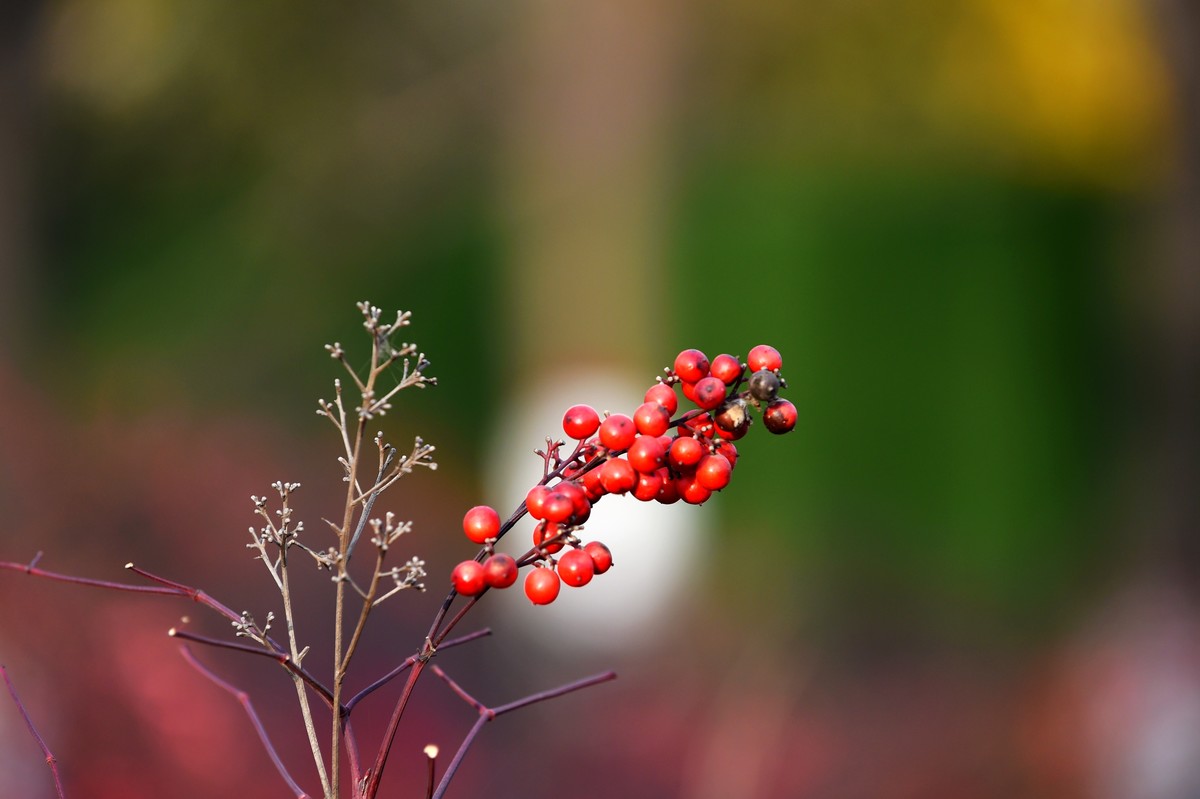 【南天竹】闲情悠然 冬日惊艳（Ⅱ）