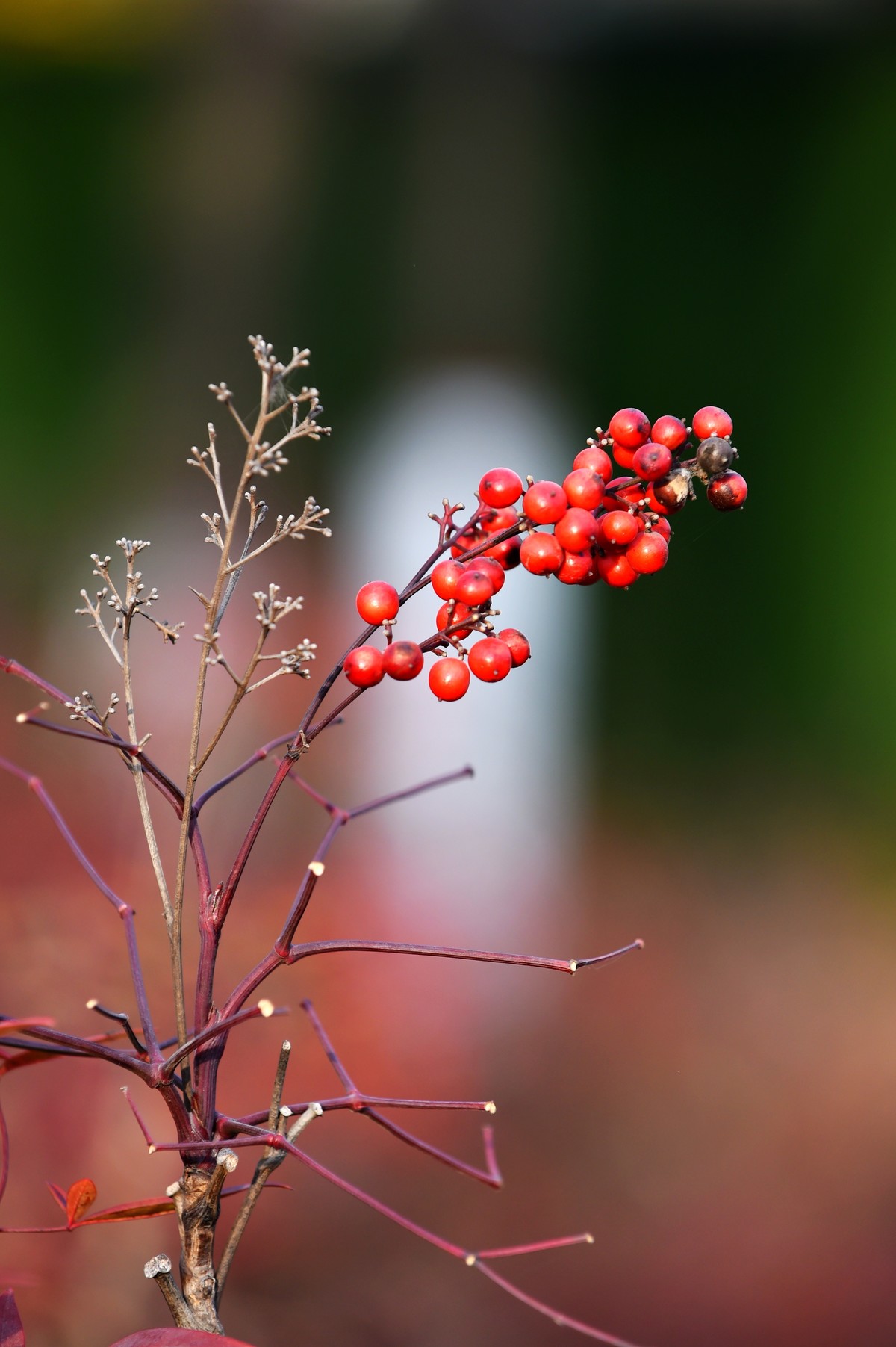 【南天竹】闲情悠然 冬日惊艳（Ⅱ）