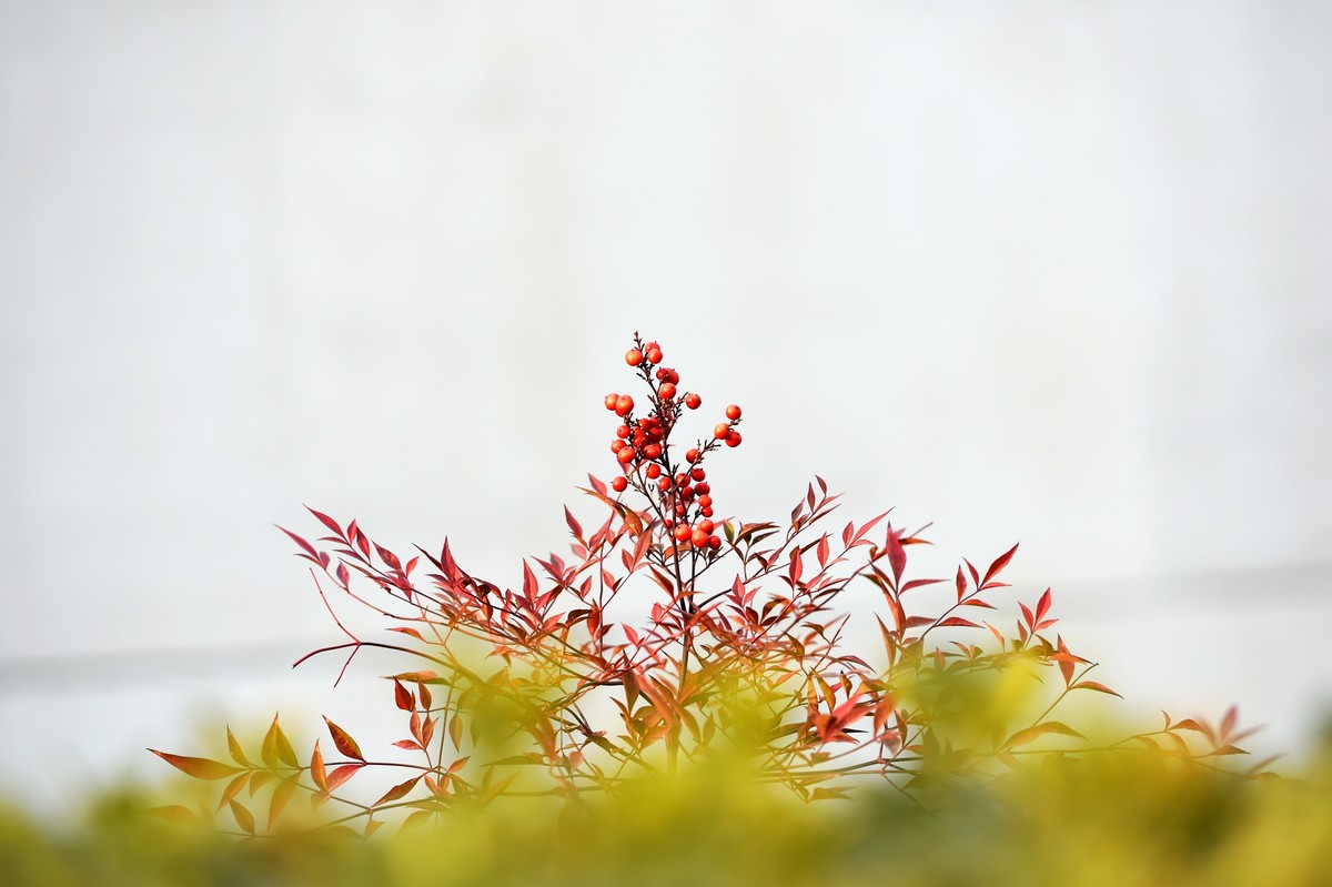 【南天竹】闲情悠然 冬日惊艳（Ⅱ）