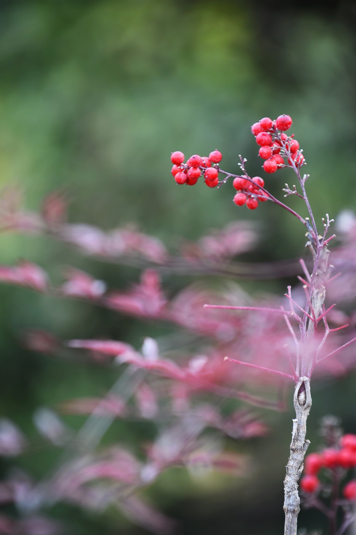【南天竹】闲情悠然 冬日惊艳（Ⅱ）