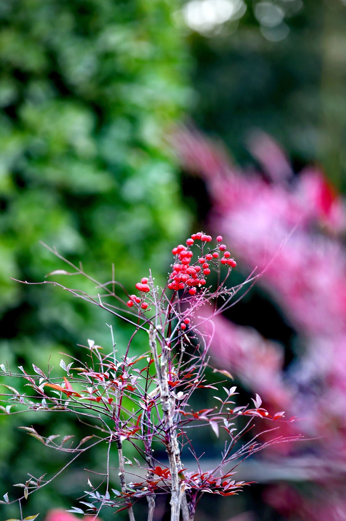 【南天竹】闲情悠然 冬日惊艳（Ⅱ）