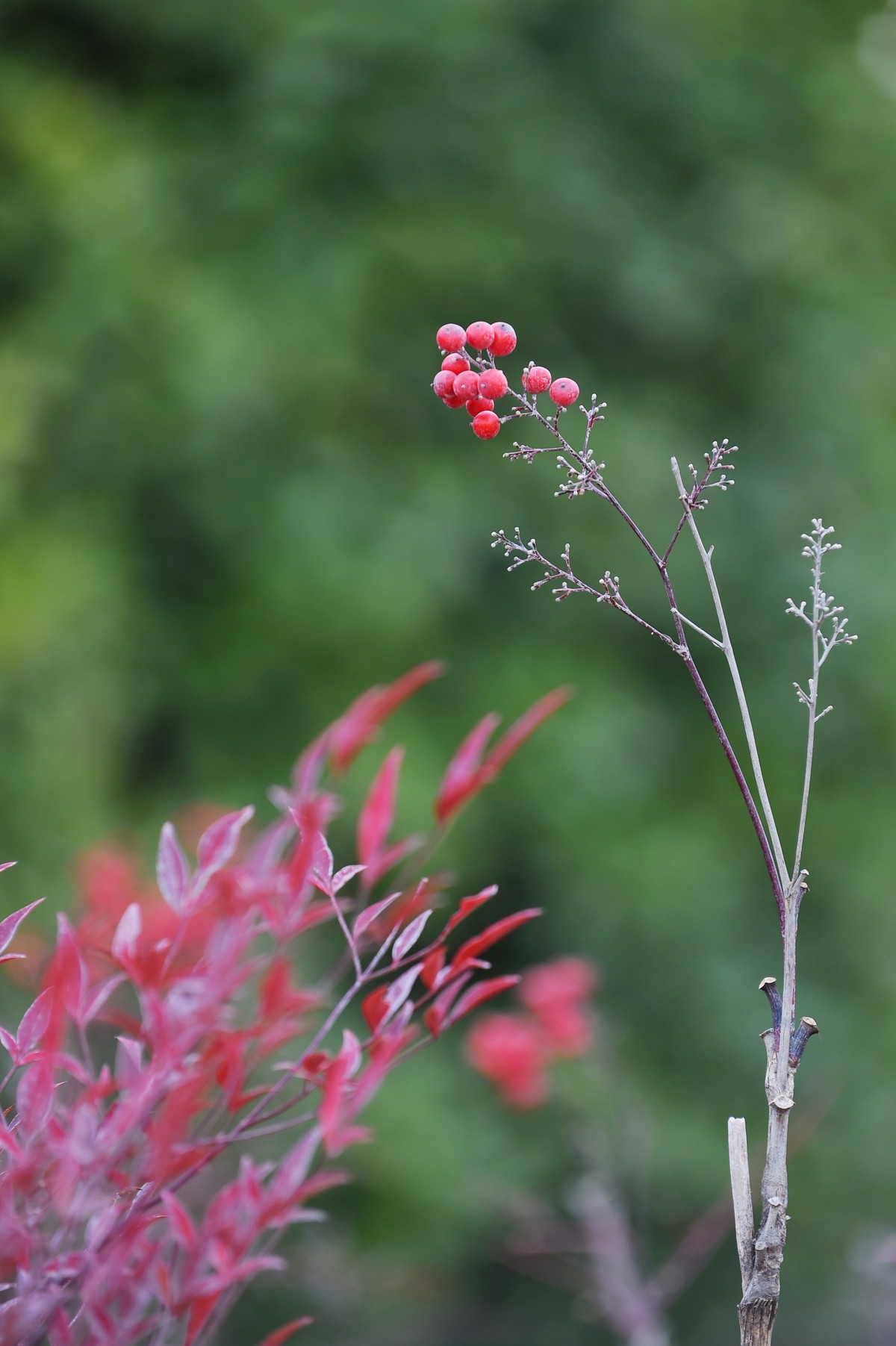 【南天竹】闲情悠然 冬日惊艳（Ⅱ）