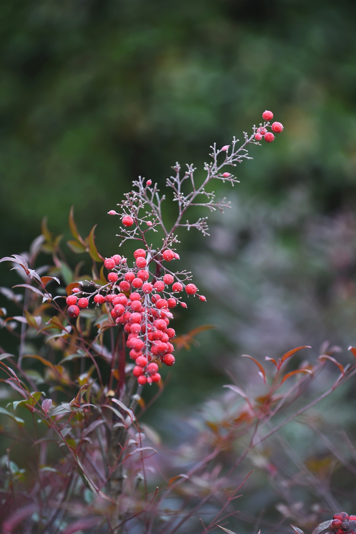 【南天竹】闲情悠然 冬日惊艳（Ⅱ）