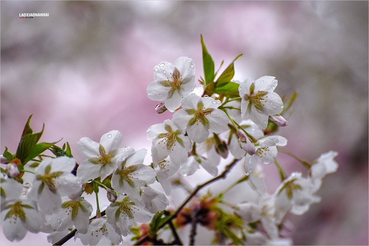 2022年第094贴-玉渊潭山公园樱花拍-18（0206F）