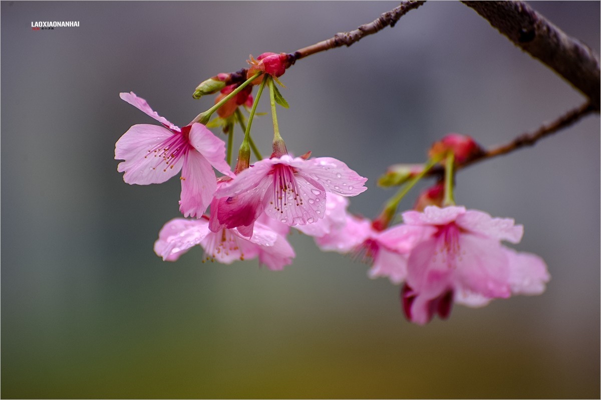 2022年第094贴-玉渊潭山公园樱花拍-18（0206F）