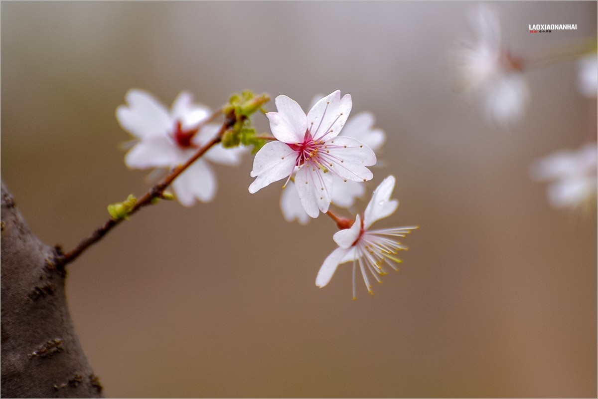 2022年第094贴-玉渊潭山公园樱花拍-18（0206F）