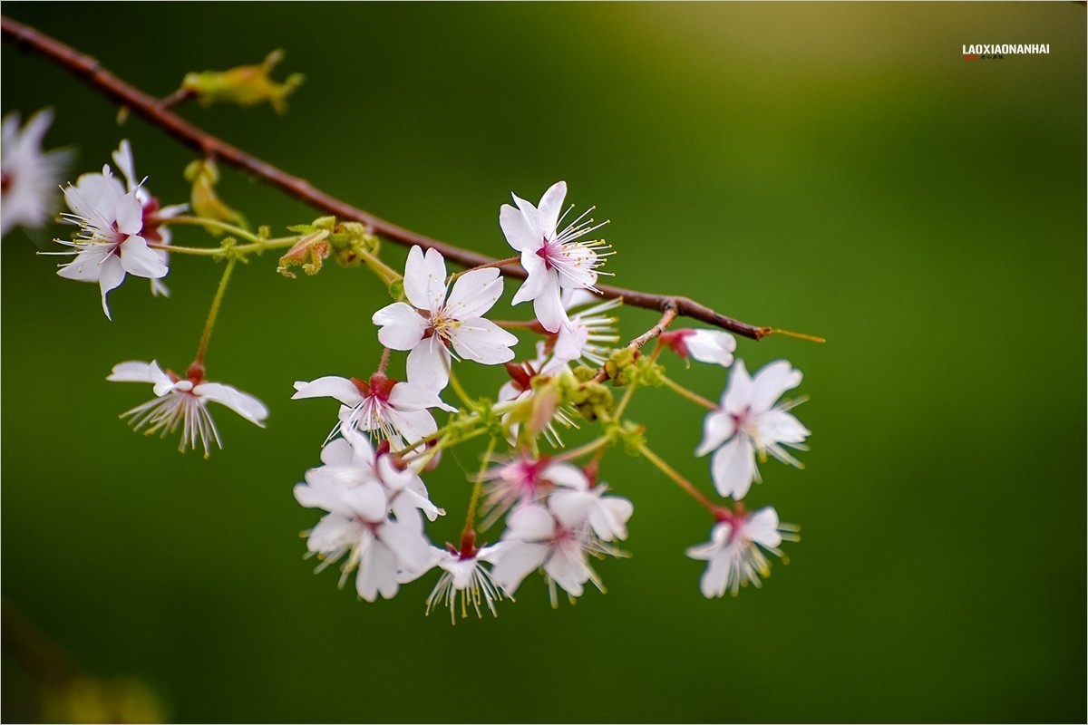 2022年第094贴-玉渊潭山公园樱花拍-18（0206F）