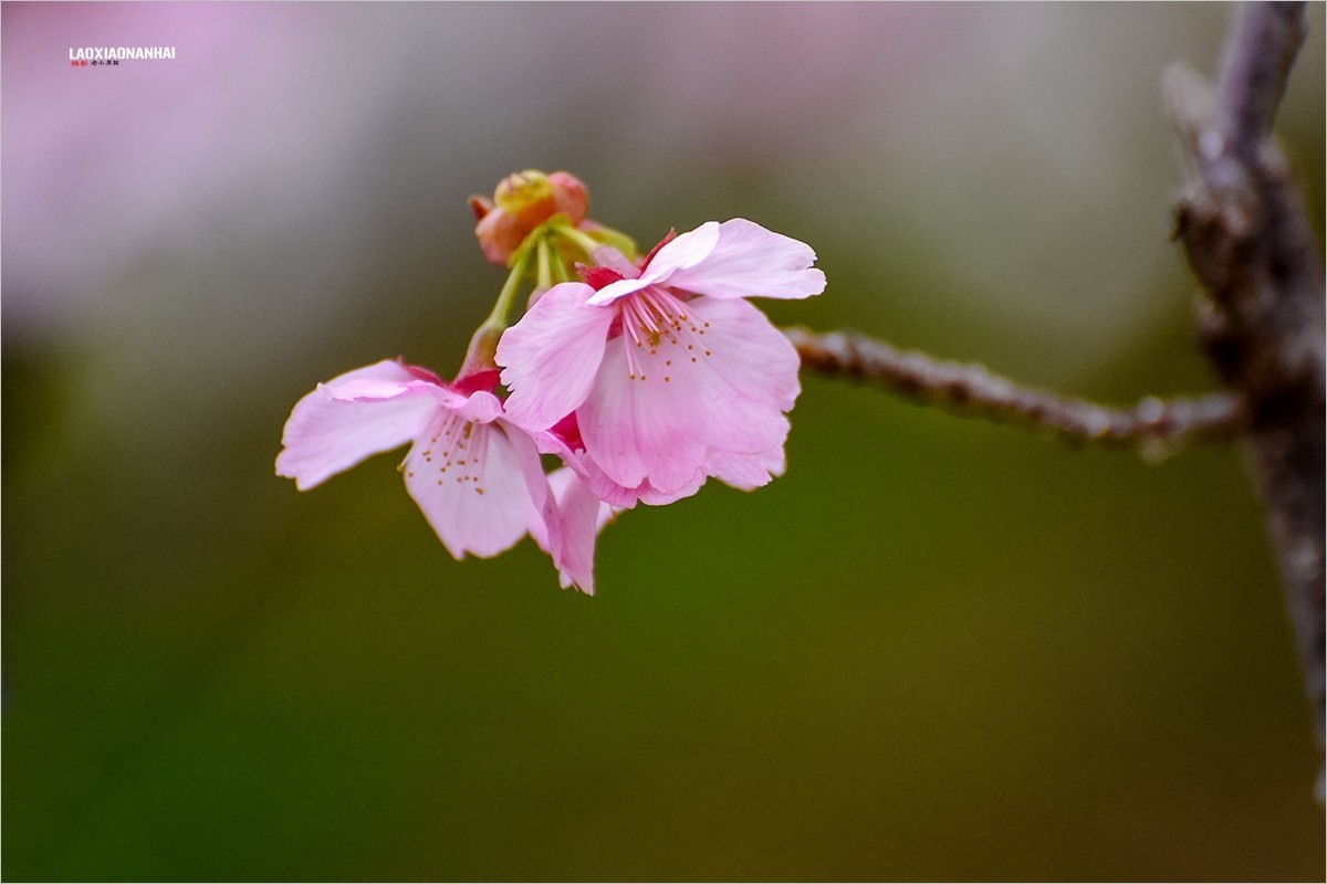 2022年第094贴-玉渊潭山公园樱花拍-18（0206F）