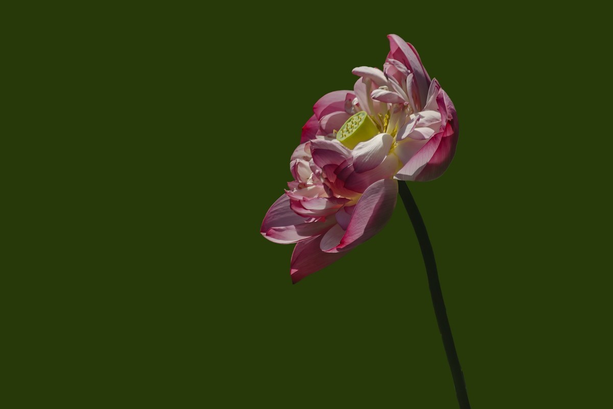 成都市百花潭公园