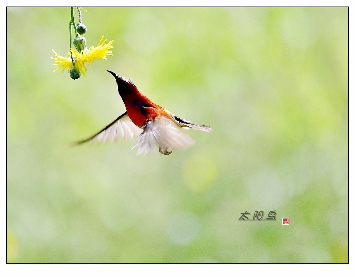 【视觉光影】太 阳 鸟（2）