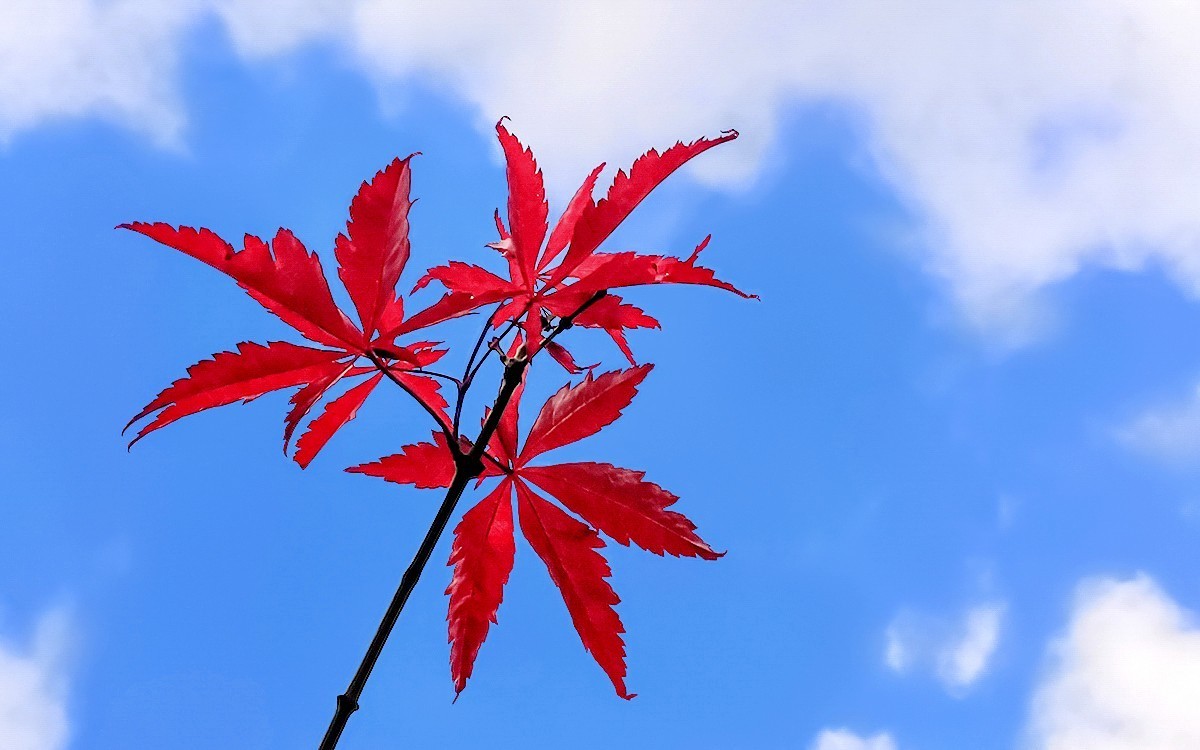 23404 ─ 今秋广州的红叶（3）