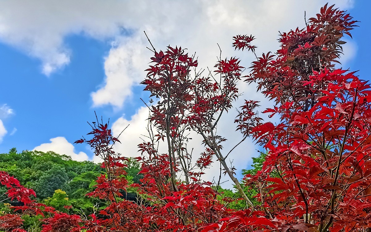 23404 ─ 今秋广州的红叶（3）