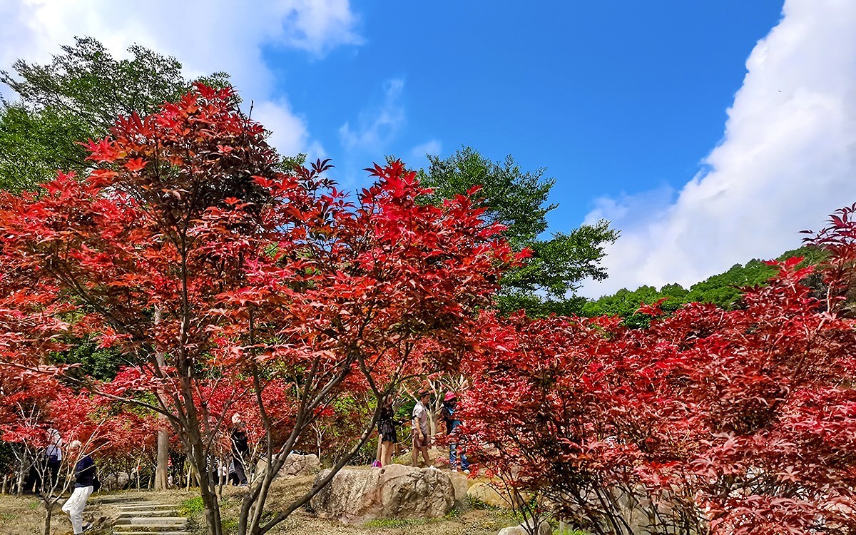 23404 ─ 今秋广州的红叶（3）