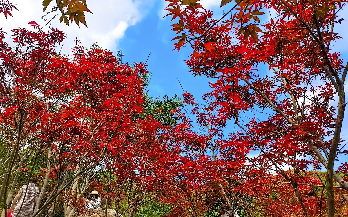 23404 ─ 今秋广州的红叶（3）