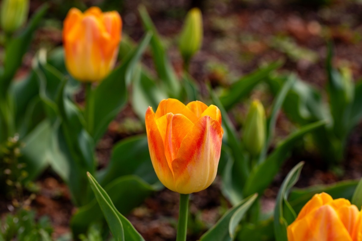 植物园拍郁金香2