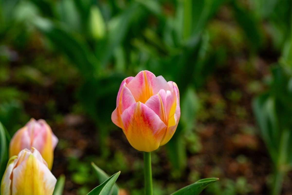植物园拍郁金香2