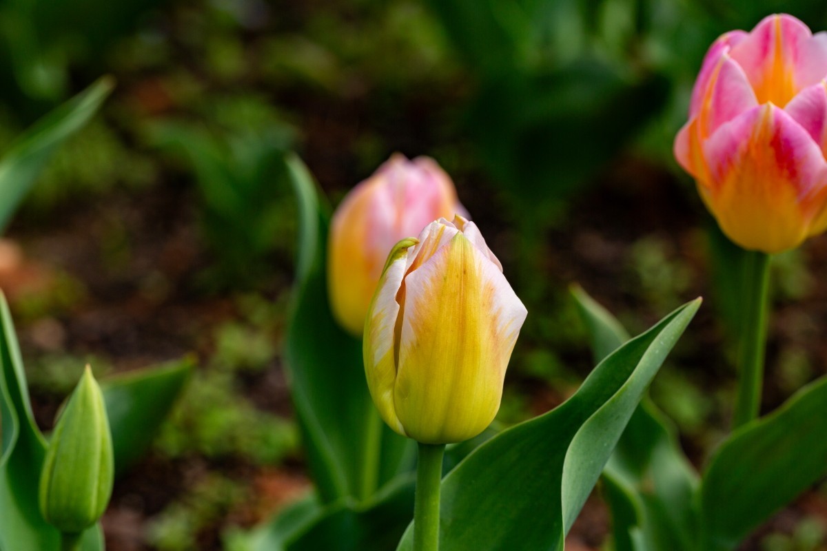 植物园拍郁金香2