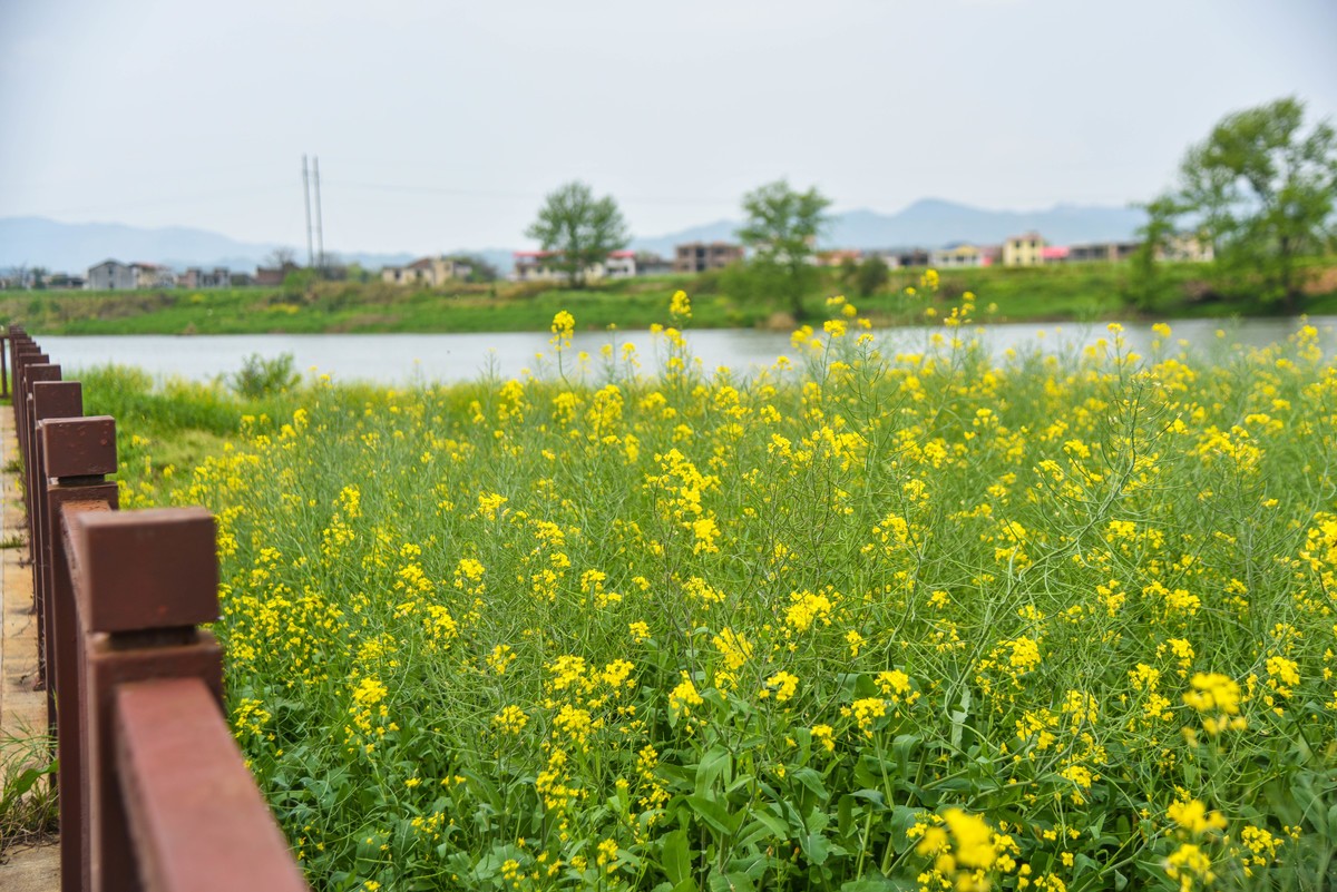 永乐江油莱花