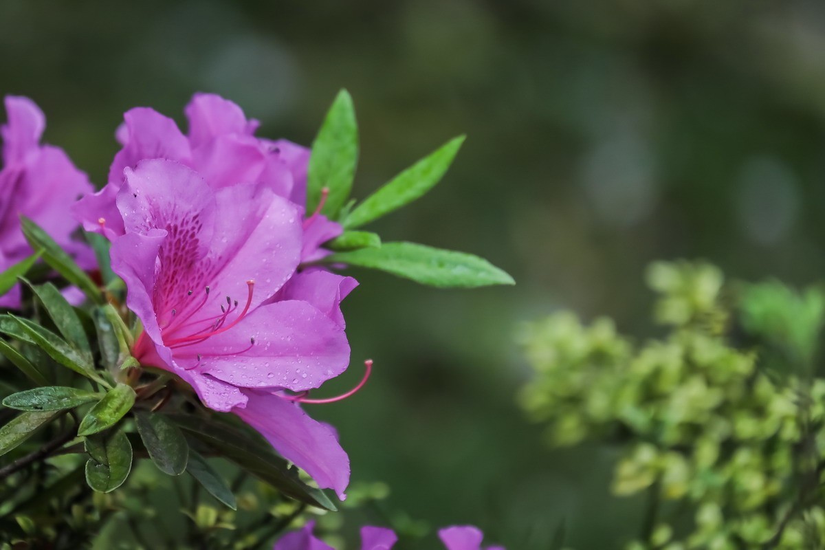 街头杜鹃盛开时1