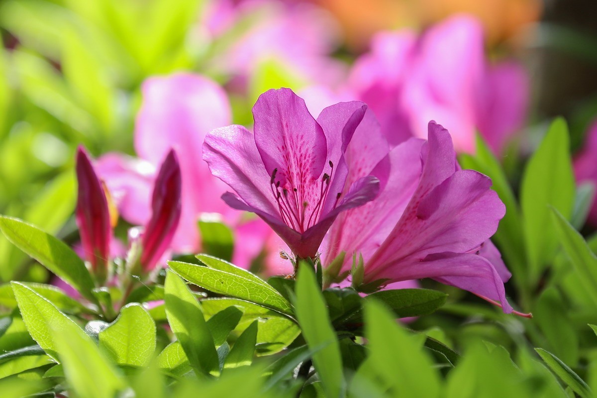 街头杜鹃盛开时1