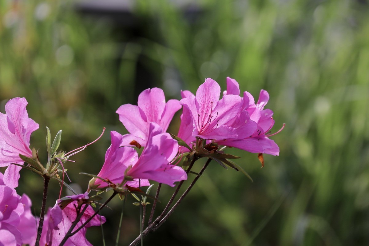 街头杜鹃盛开时1
