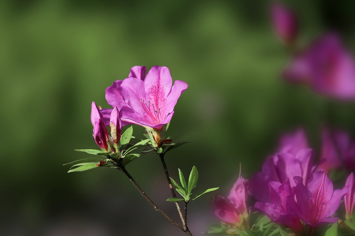 街头杜鹃盛开时1