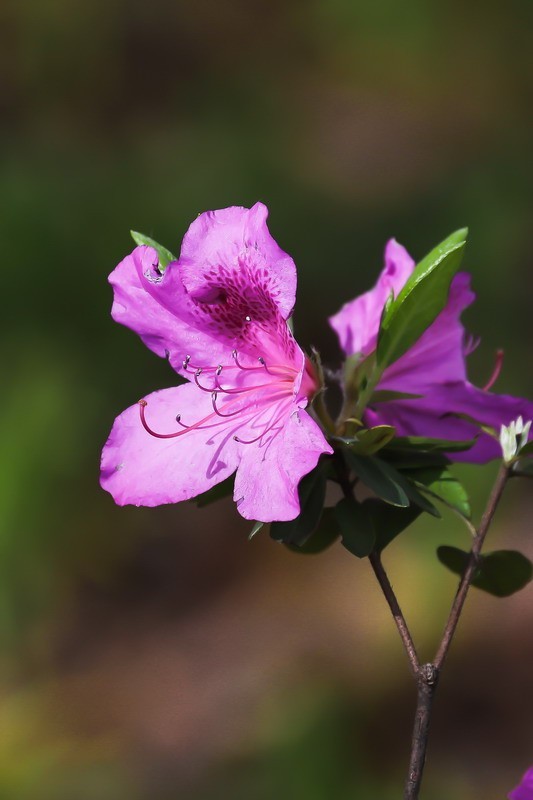 街头杜鹃盛开时1