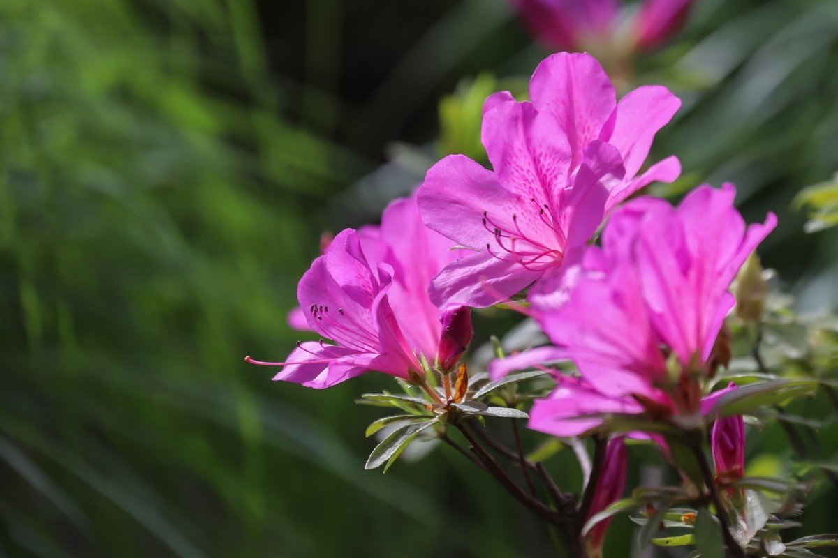 街头杜鹃盛开时1