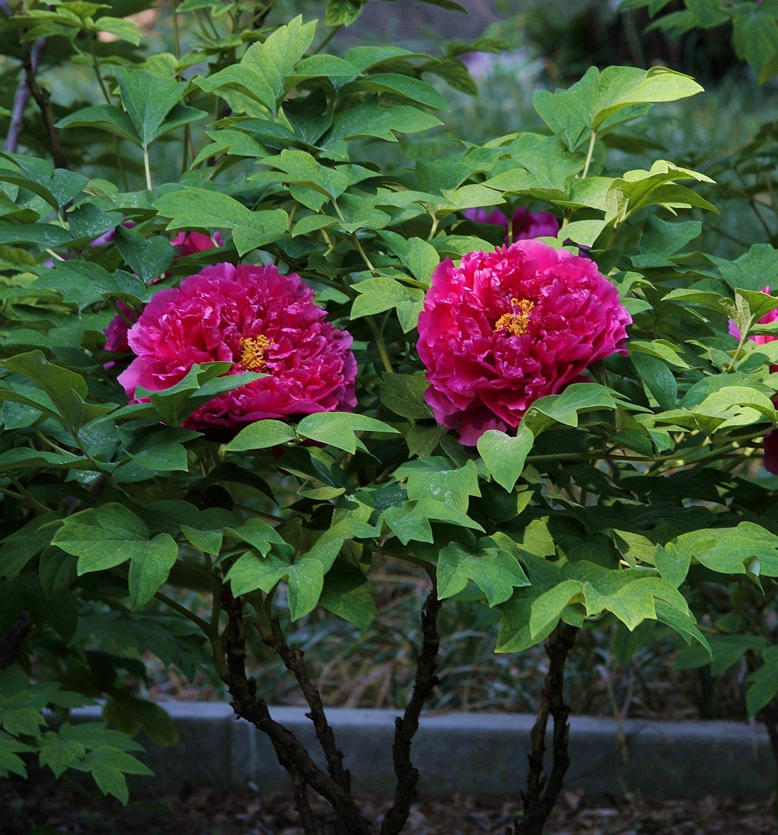 国色天香牡丹花