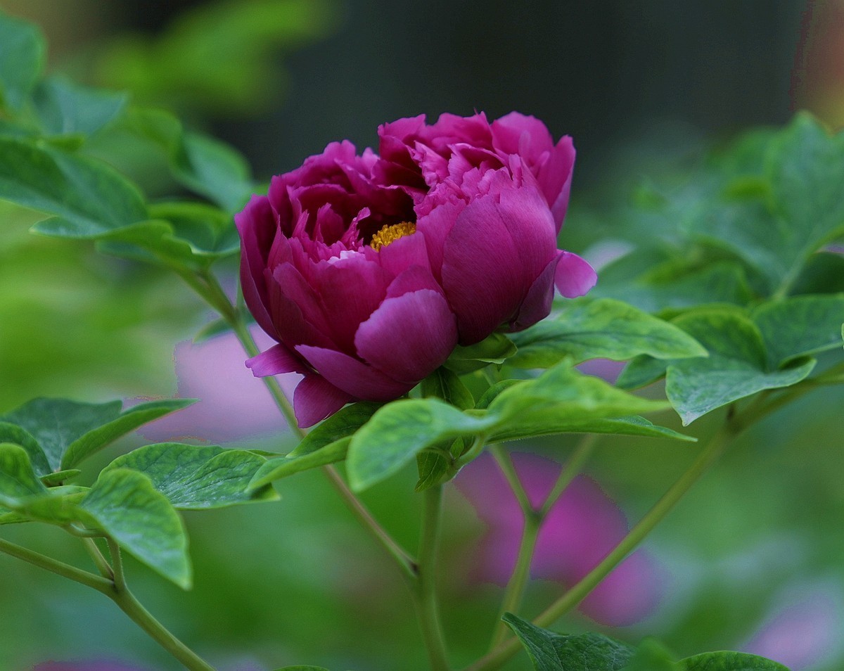 国色天香牡丹花